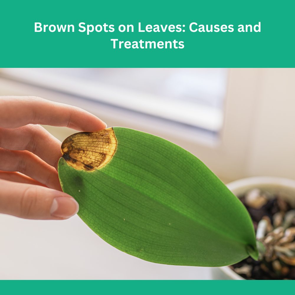 Brown Spots on Leaves: Causes and Treatments